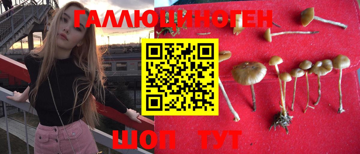 Камень-на-Оби  наркота  Вход с VPN  Галлюциногенные грибы GOLDEN TEACHER 